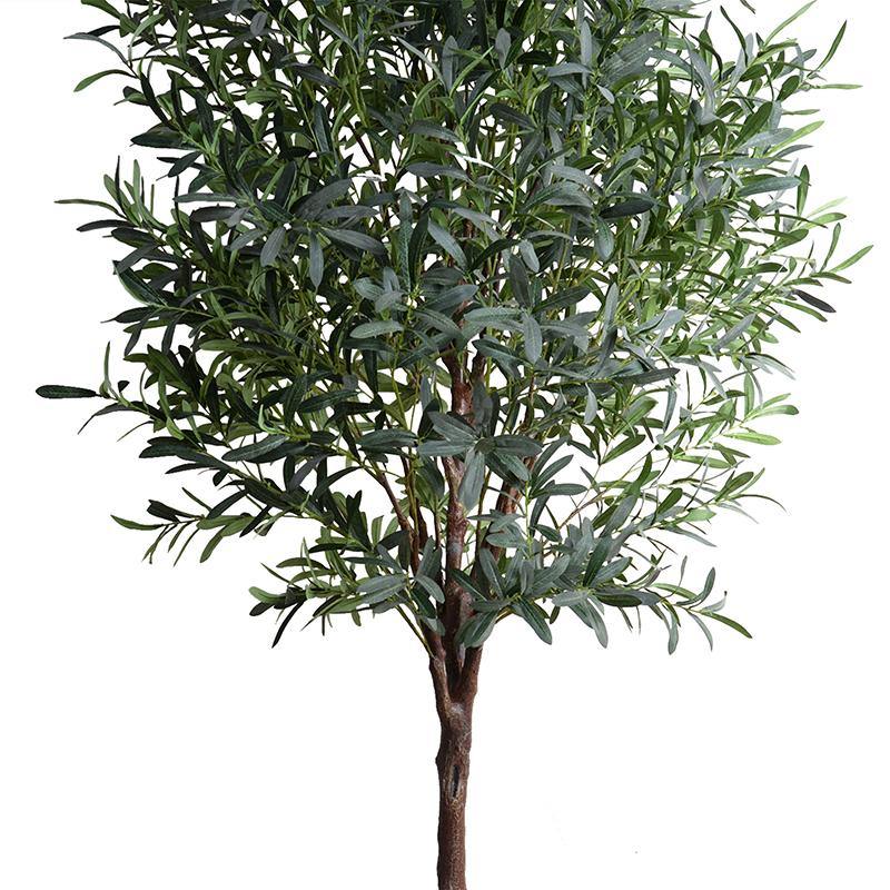 Olive Tree 8'