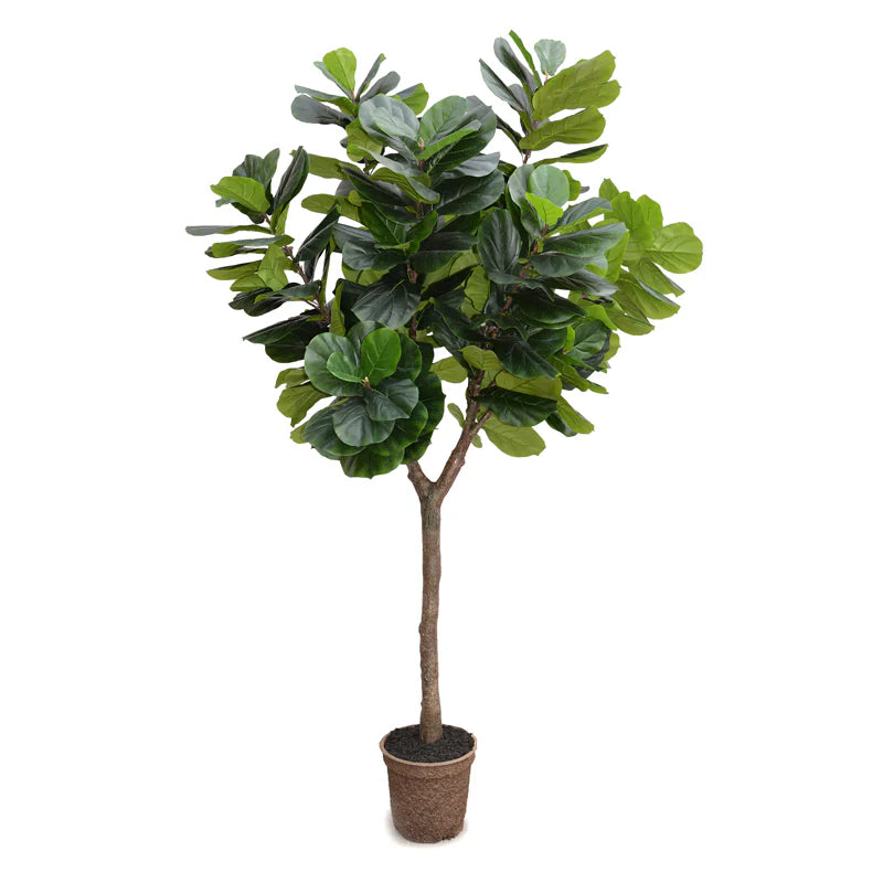 Fiddle Leaf Fig Tree 10'