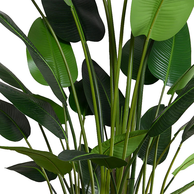 Traveller's Palm Tree 10' Luxe