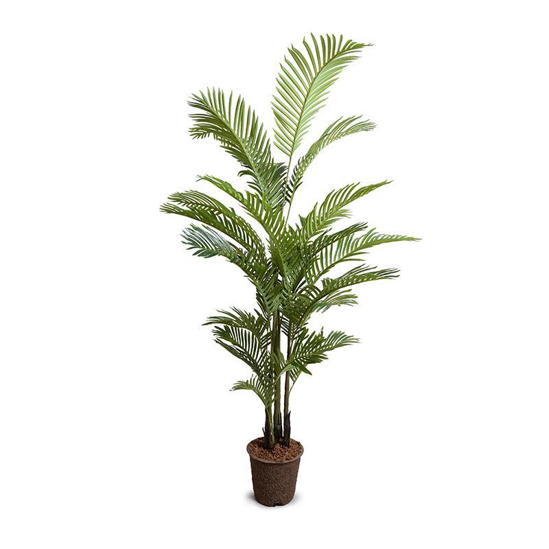 Areca Palm Tree