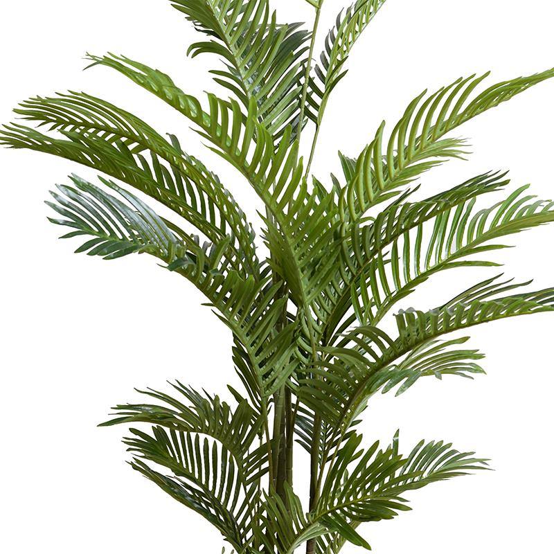Areca Palm Tree