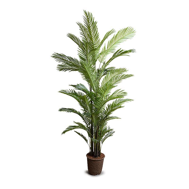 Areca Palm Tree