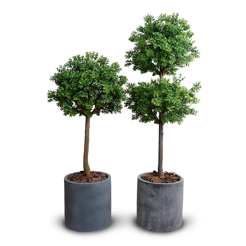 Boxwood Branch Single Topiary