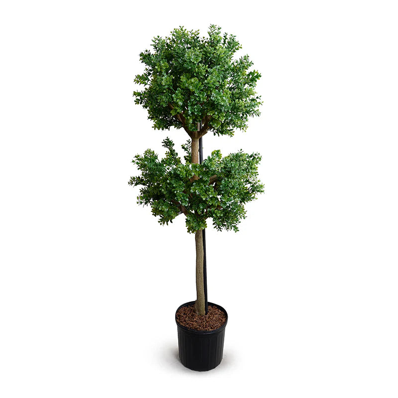 Boxwood Branch Single Topiary
