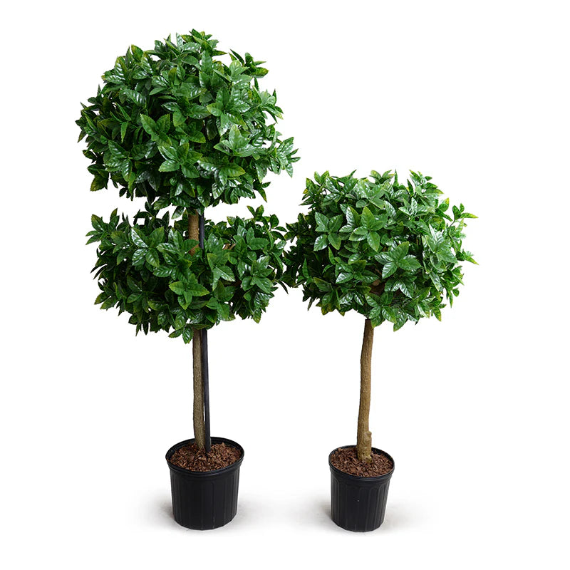 Holly Leaf Topiary