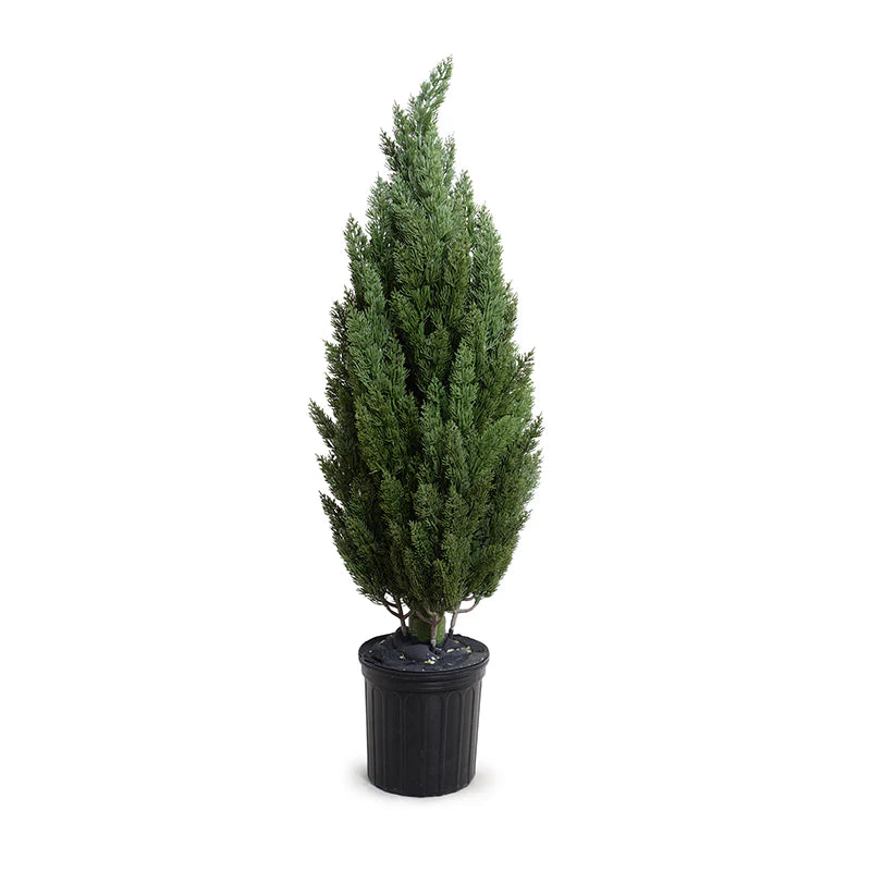Italian Cypress Tree