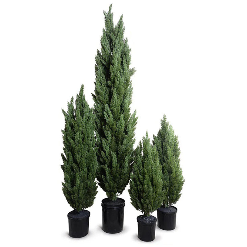 Italian Cypress Tree