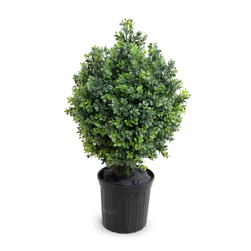Boxwood Shrub