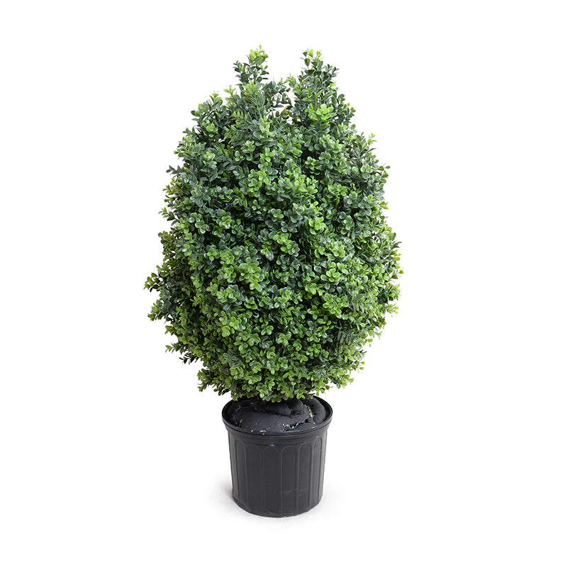Boxwood Shrub