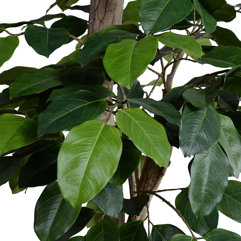Banyan Tree
