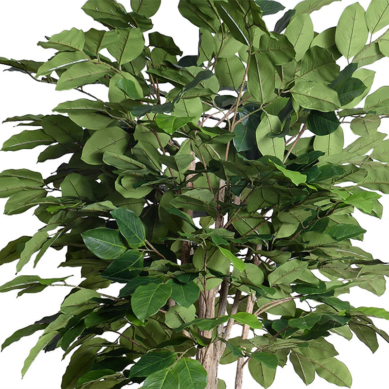 Banyan Tree