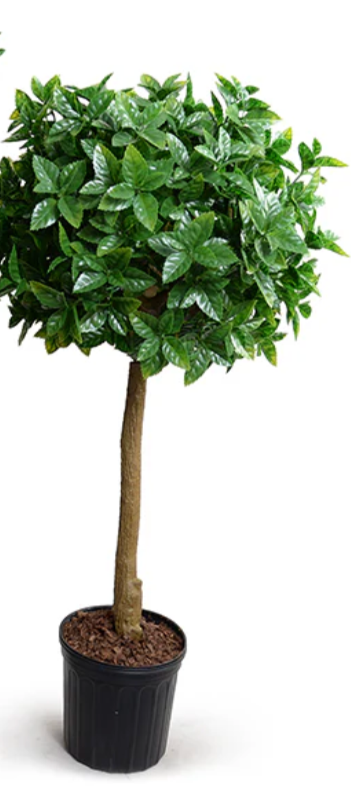 Holly Leaf Topiary