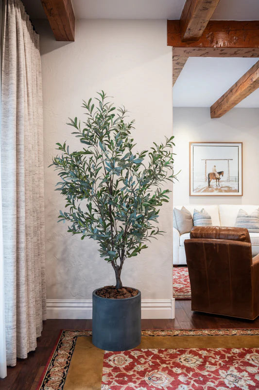 Olive Tree 5.5'