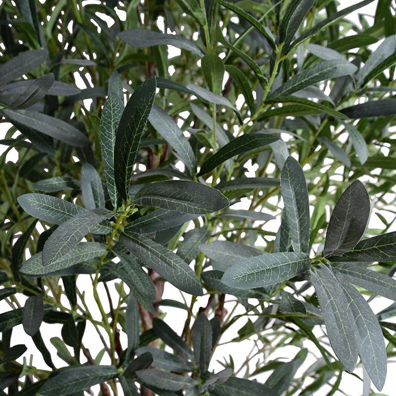 Olive Tree 5.5'