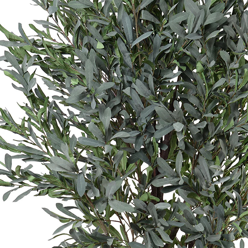 Olive Tree 6.5'
