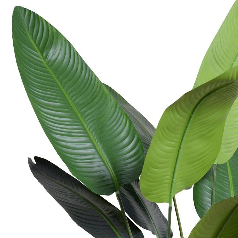 Traveller's Palm Tree 7'