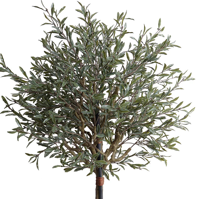 Olive Single Topiary