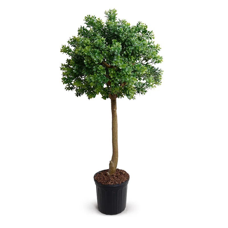 Boxwood Branch Single Topiary