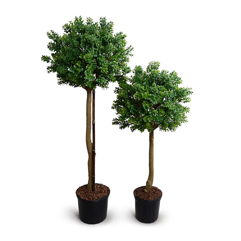 Boxwood Branch Single Topiary