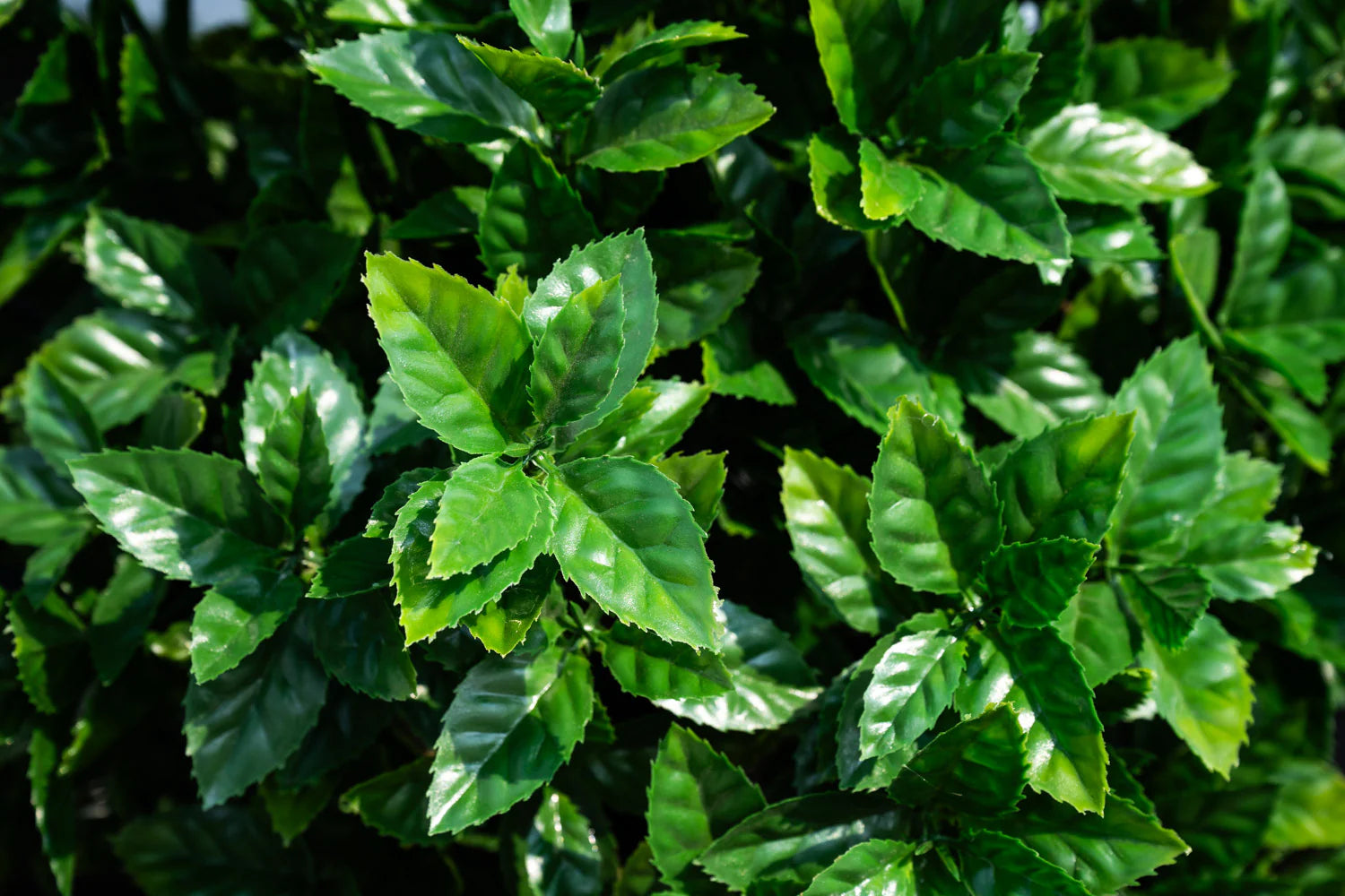 Holly Leaf Topiary