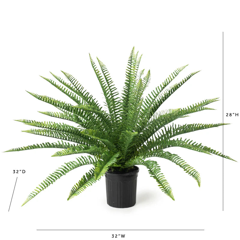 Sword Fern 28"H