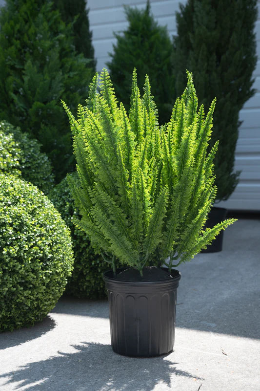 Foxtail Fern 30"H