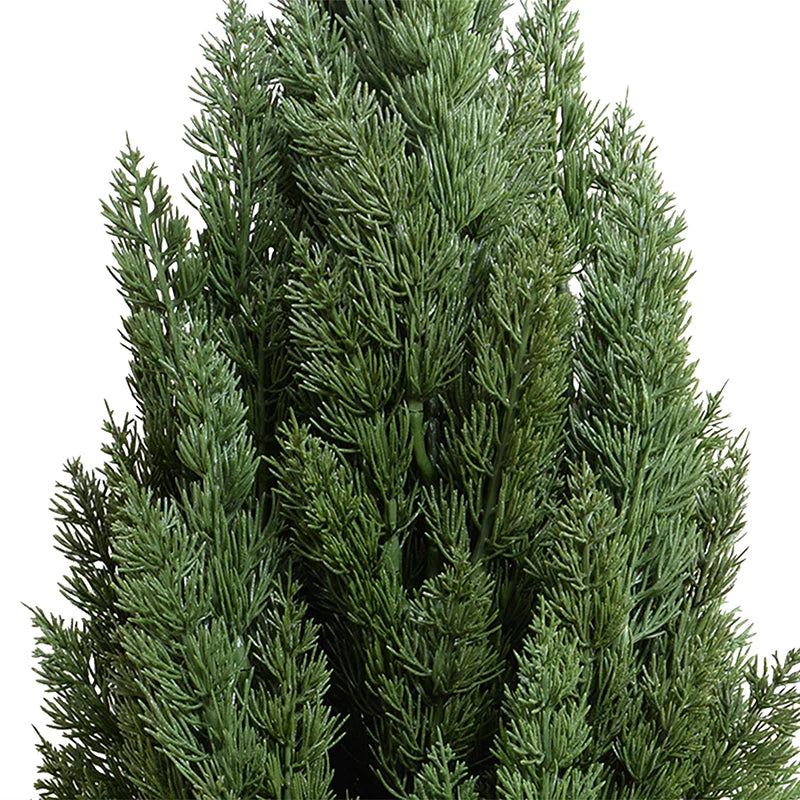 Italian Cypress Tree