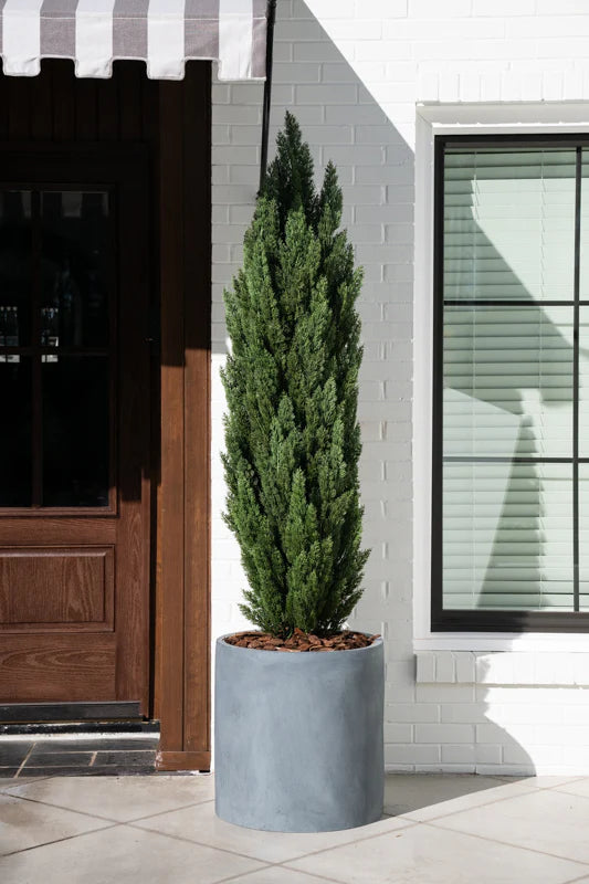 Italian Cypress Tree