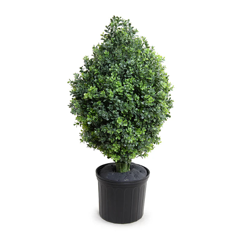 Boxwood Shrub