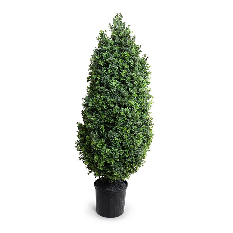 Boxwood Shrub