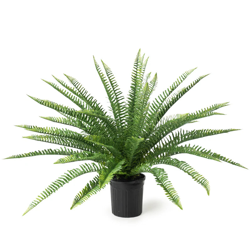 Sword Fern 28"H