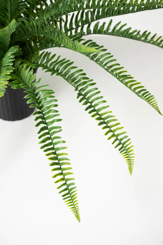 Sword Fern 28"H