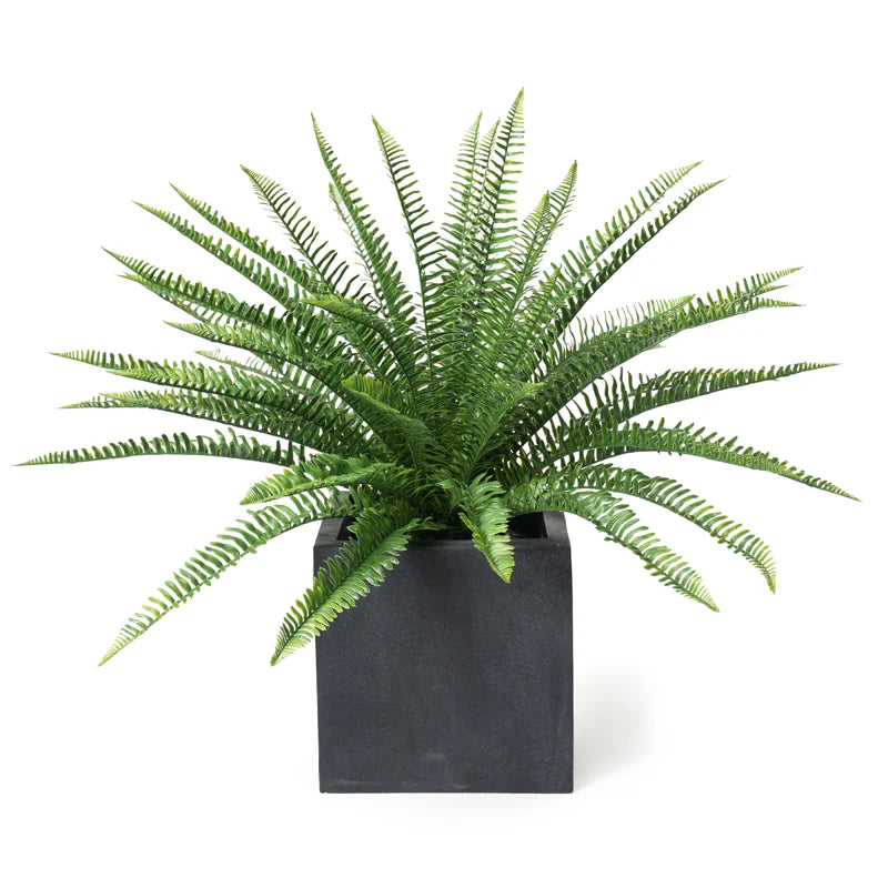 Sword Fern 28"H